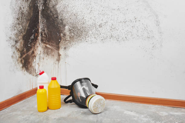 Best Toxic Mold Removal  in Mino Tassajara, CA