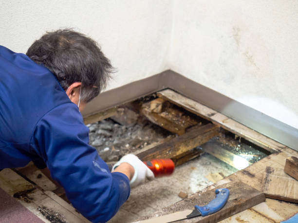 Best Residential Mold Removal  in Mino Tassajara, CA