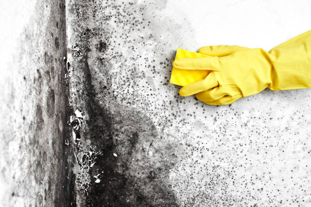 Best Attic Mold Removal  in Mino Tassajara, CA