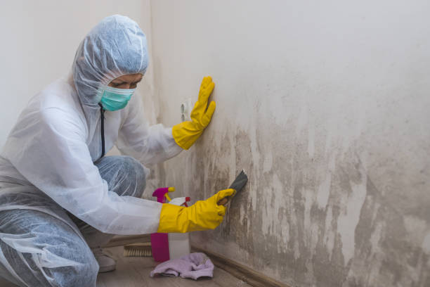 Best Residential Mold Removal  in Mino Tassajara, CA