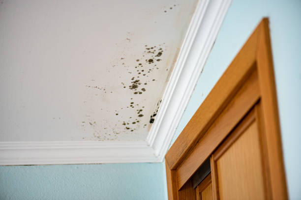 Best Mold Testing  in Mino Tassajara, CA