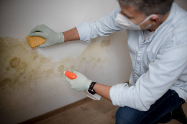 Best Commercial Mold Removal  in Mino Tassajara, CA