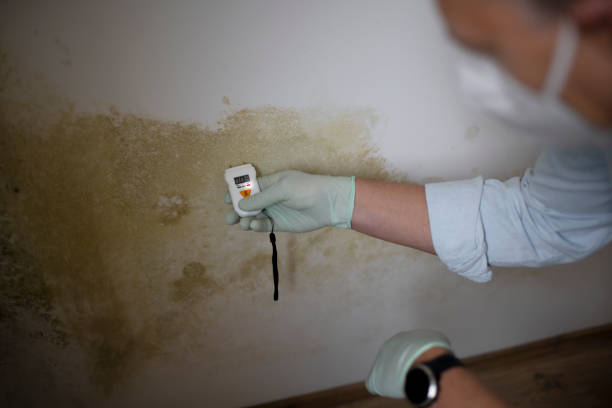 Best Best Mold Removal Companies  in Mino Tassajara, CA