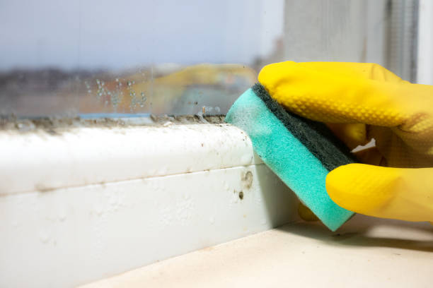Camino Tassajara, CA Mold Removal Company