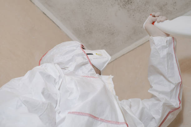 Best Attic Mold Removal  in Mino Tassajara, CA