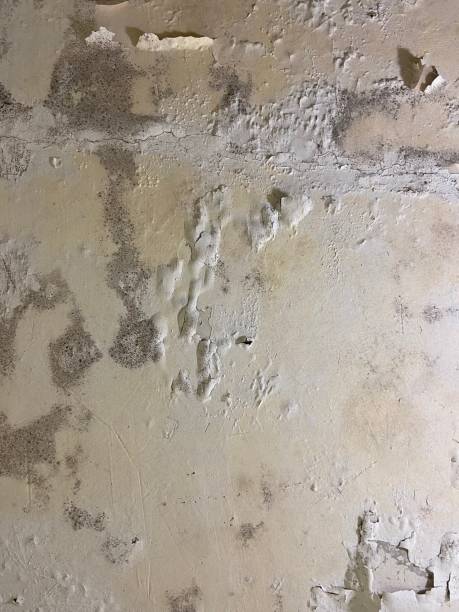 Office Mold Removal Services in Camino Tassajara, CA
