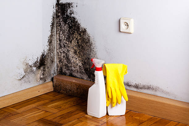 Best Fast Mold Removal  in Mino Tassajara, CA