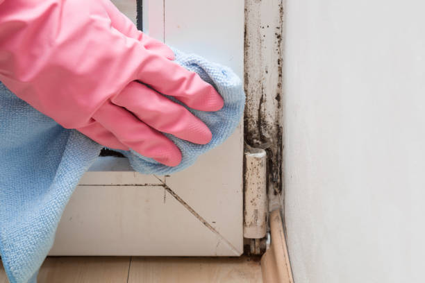 Best Office Mold Removal Services  in Mino Tassajara, CA